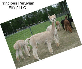 Principes Peruvian Elf of LLC