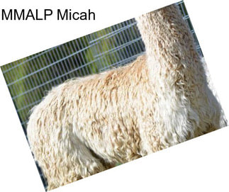 MMALP Micah