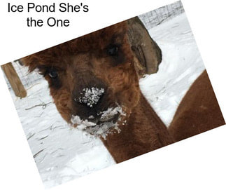Ice Pond She\'s the One