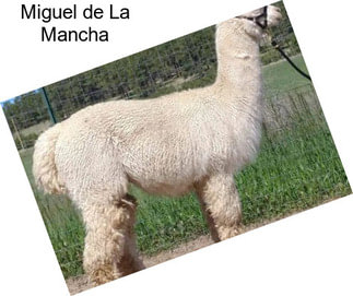 Miguel de La Mancha