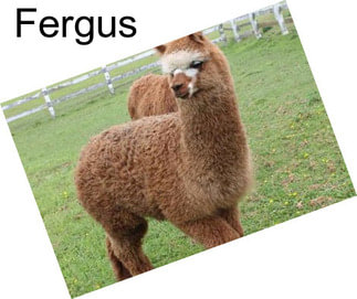 Fergus