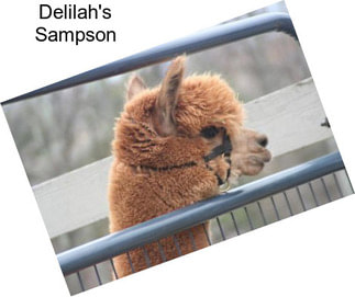 Delilah\'s Sampson
