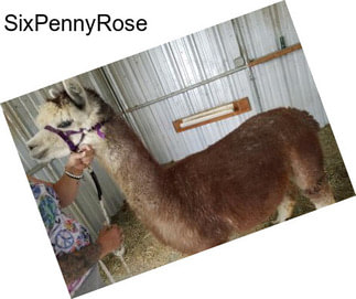 SixPennyRose