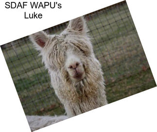 SDAF WAPU\'s Luke