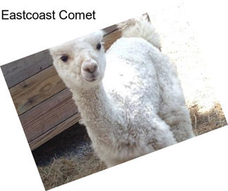 Eastcoast Comet