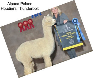 Alpaca Palace Houdini\'s Thunderbolt