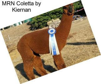 MRN Coletta by Kiernan