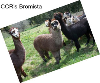 CCR\'s Bromista