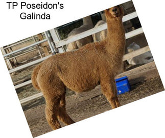 TP Poseidon\'s Galinda