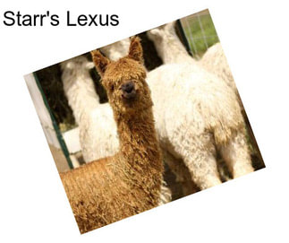 Starr\'s Lexus