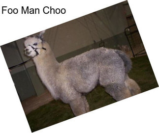 Foo Man Choo