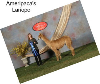 Ameripaca\'s Lariope