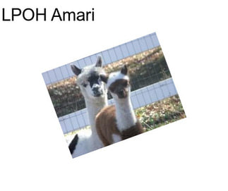 LPOH Amari