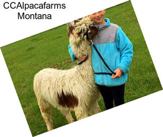 CCAlpacafarms Montana