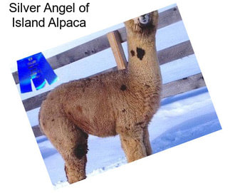 Silver Angel of Island Alpaca