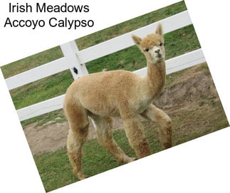Irish Meadows Accoyo Calypso