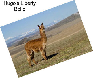 Hugo\'s Liberty Belle