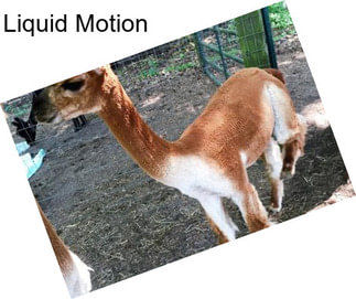 Liquid Motion