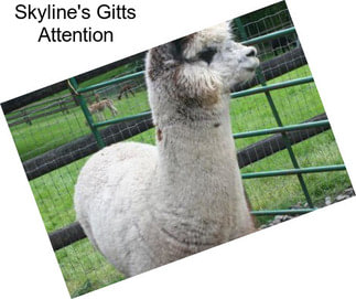 Skyline\'s Gitts Attention