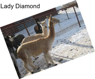 Lady Diamond