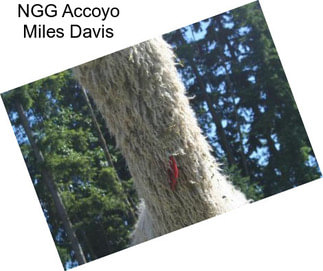 NGG Accoyo Miles Davis