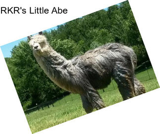 RKR\'s Little Abe