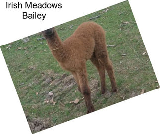 Irish Meadows Bailey