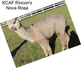 KCAF Rincon\'s Nova Rosa