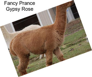 Fancy Prance Gypsy Rose