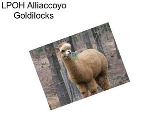 LPOH Alliaccoyo Goldilocks