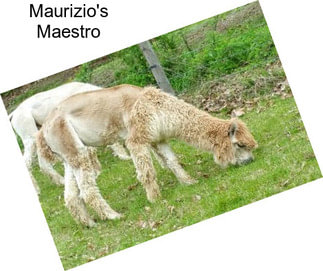Maurizio\'s Maestro