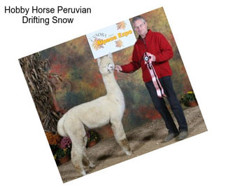 Hobby Horse Peruvian Drifting Snow