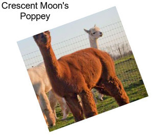 Crescent Moon\'s Poppey