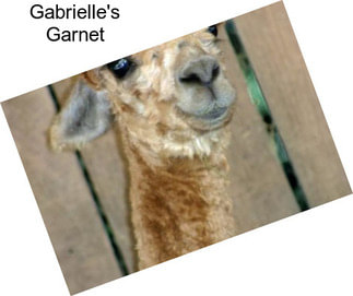 Gabrielle\'s Garnet