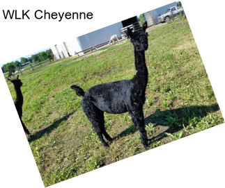 WLK Cheyenne
