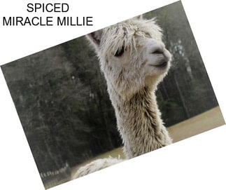 SPICED MIRACLE MILLIE