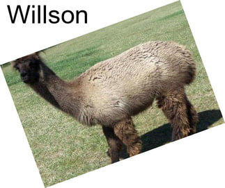 Willson