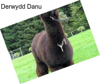 Derwydd Danu