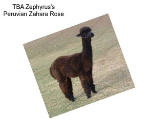 TBA Zephyrus\'s Peruvian Zahara Rose