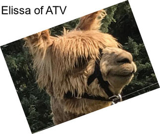 Elissa of ATV