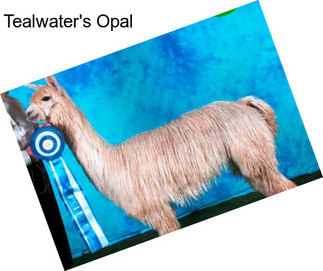 Tealwater\'s Opal