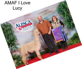 AMAF I Love Lucy
