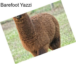 Barefoot Yazzi