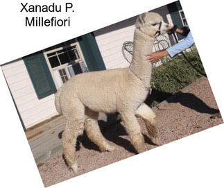 Xanadu P. Millefiori