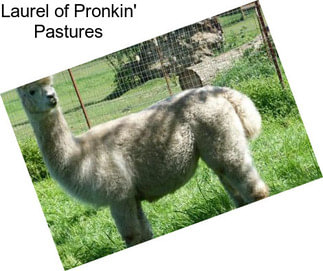 Laurel of Pronkin\' Pastures