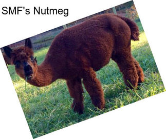 SMF\'s Nutmeg