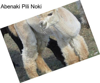 Abenaki Pili Noki