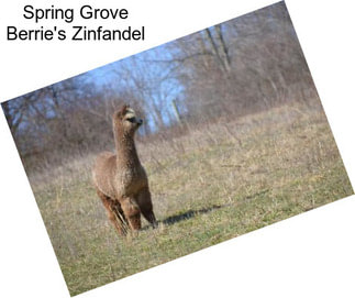 Spring Grove Berrie\'s Zinfandel