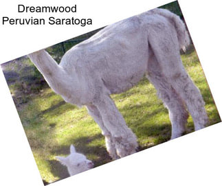 Dreamwood Peruvian Saratoga