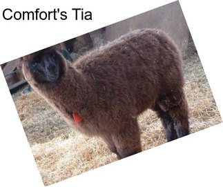 Comfort\'s Tia